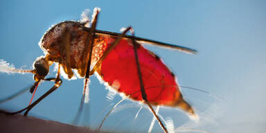 Angriff der Horror-Gelsen