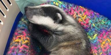 Verwaistes Dachsbaby "Bounty" ringt mit dem Tod