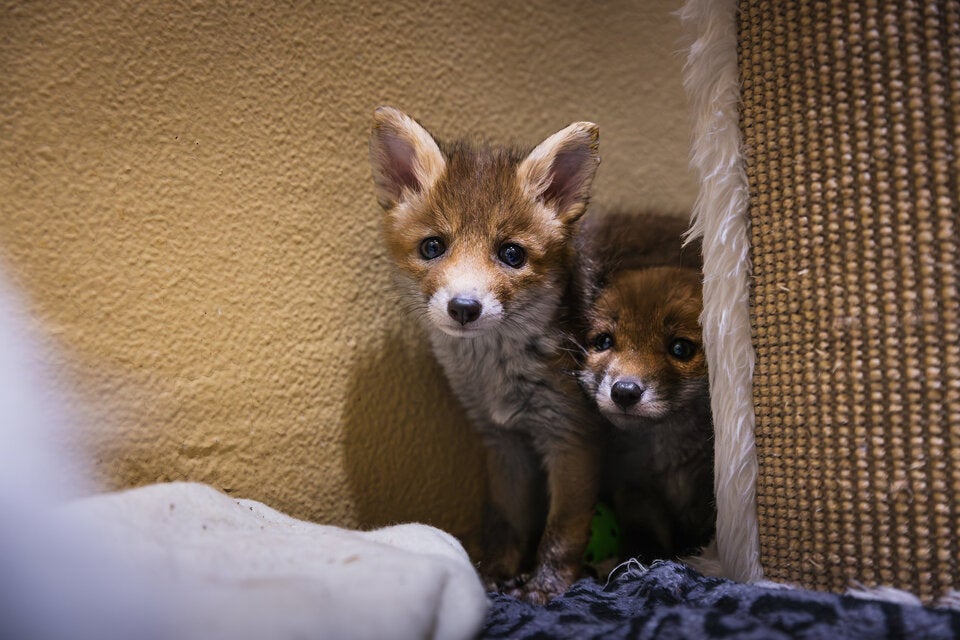 Diese Wildtier-WG lässt Herzen höherschlagen