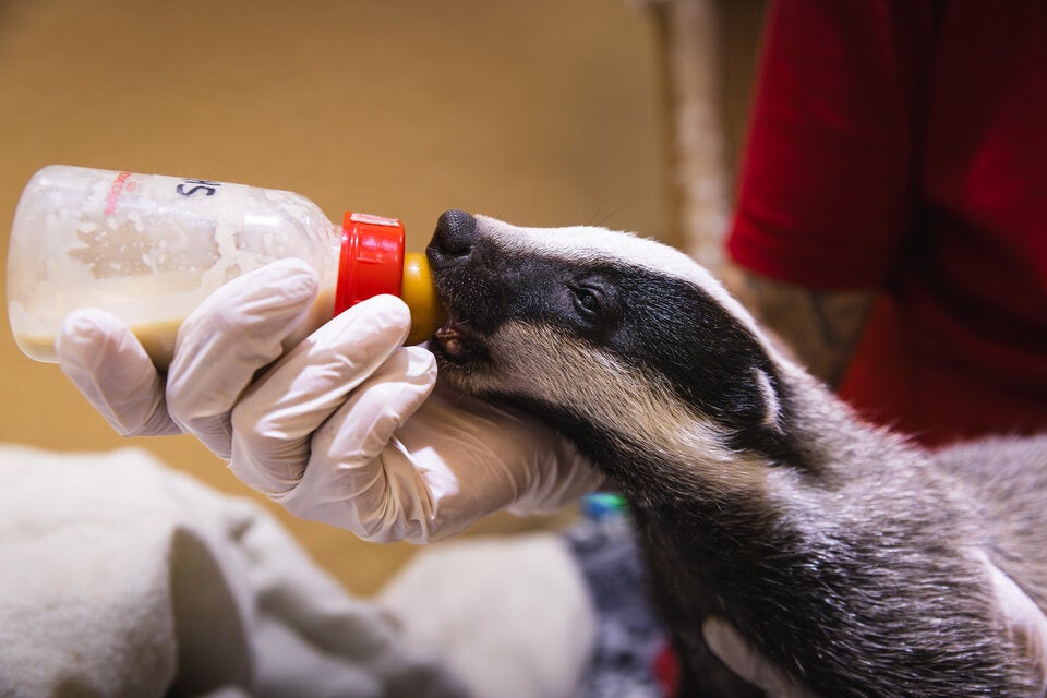 Diese Wildtier-WG lässt Herzen höherschlagen