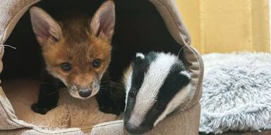 Diese Wildtier-WG lässt Herzen höherschlagen