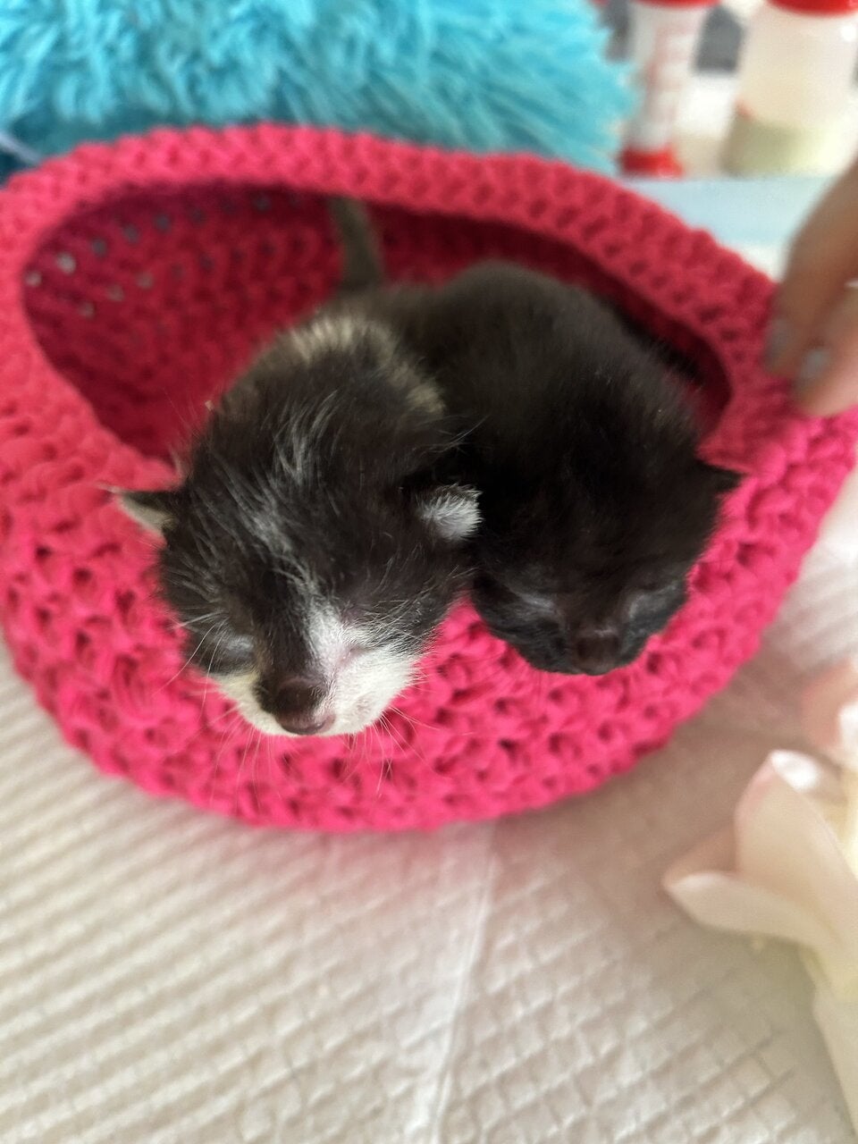 Die kleinen Kätzchen haben noch keinen Namen. 