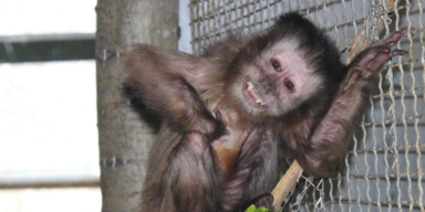 Letzte Ruhe f&uuml;r "Momme": Ber&uuml;hrender Abschied im Tierschutzhaus