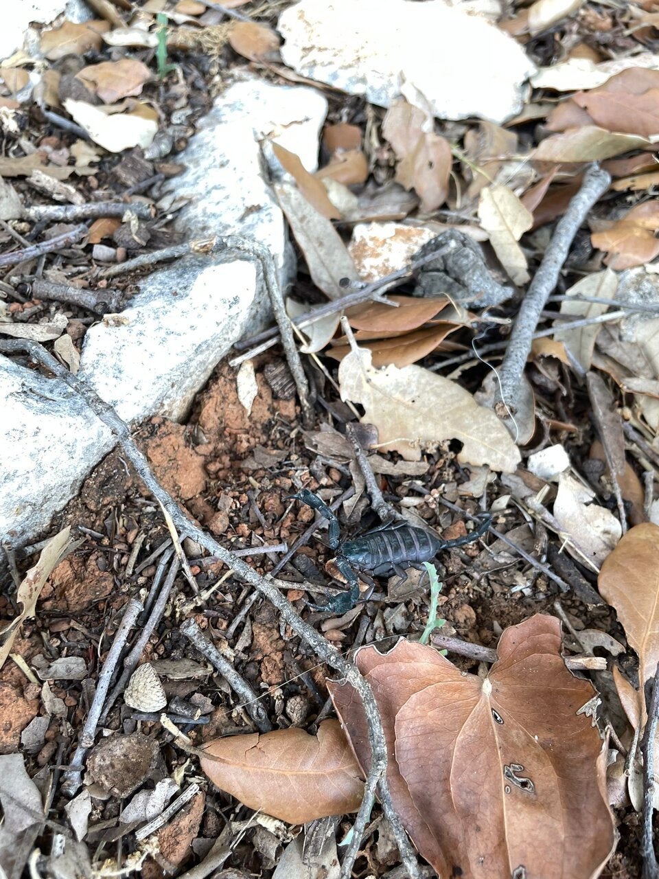 Der Skorpion wurde wieder zurück in seinen ursprünglichen Lebensraum entlassen. 