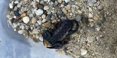 Horror-Fund in Koffer: Skorpion reiste unbemerkt nach Österreich