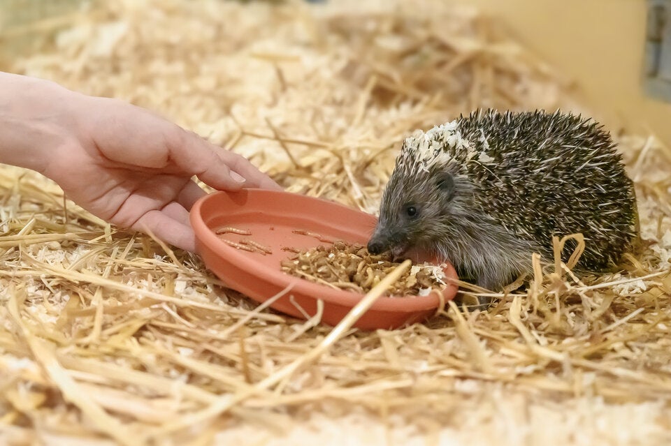 Tierschutz Austria schlägt Alarm: Igel kämpfen ums Überleben