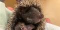 Tierschutz Austria schlägt Alarm: Igel kämpfen ums Überleben