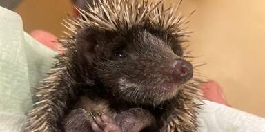 Tierschutz Austria schl&auml;gt Alarm: Igel k&auml;mpfen ums &Uuml;berleben