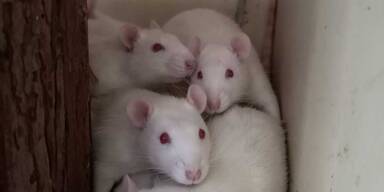 Tierschutzhaus Vösendorf wird zur Arche für 45 Laborratten