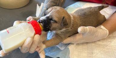 Gerettet und geliebt – jetzt fehlen nur noch ihre Namen