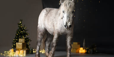 W&uuml;rden Tiere ans Christkind schreiben ...