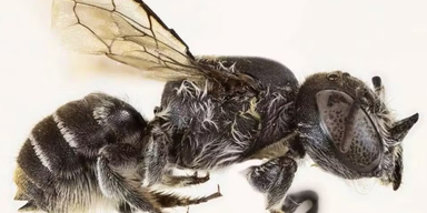 Neue Art entdeckt: Australien hat jetzt auch Teufelsbienen