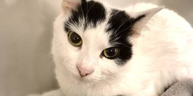 Tierschutz Austria: Not-OP rettet tr&auml;chtige Katze "Meera"