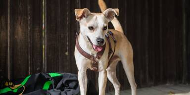 Ein neues Leben für Finn