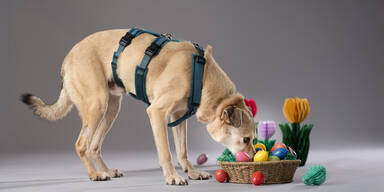 Tierschutzhaus V&ouml;sendorf: Osterk&ouml;rbchen-Aktion f&uuml;r einsame Tierchen