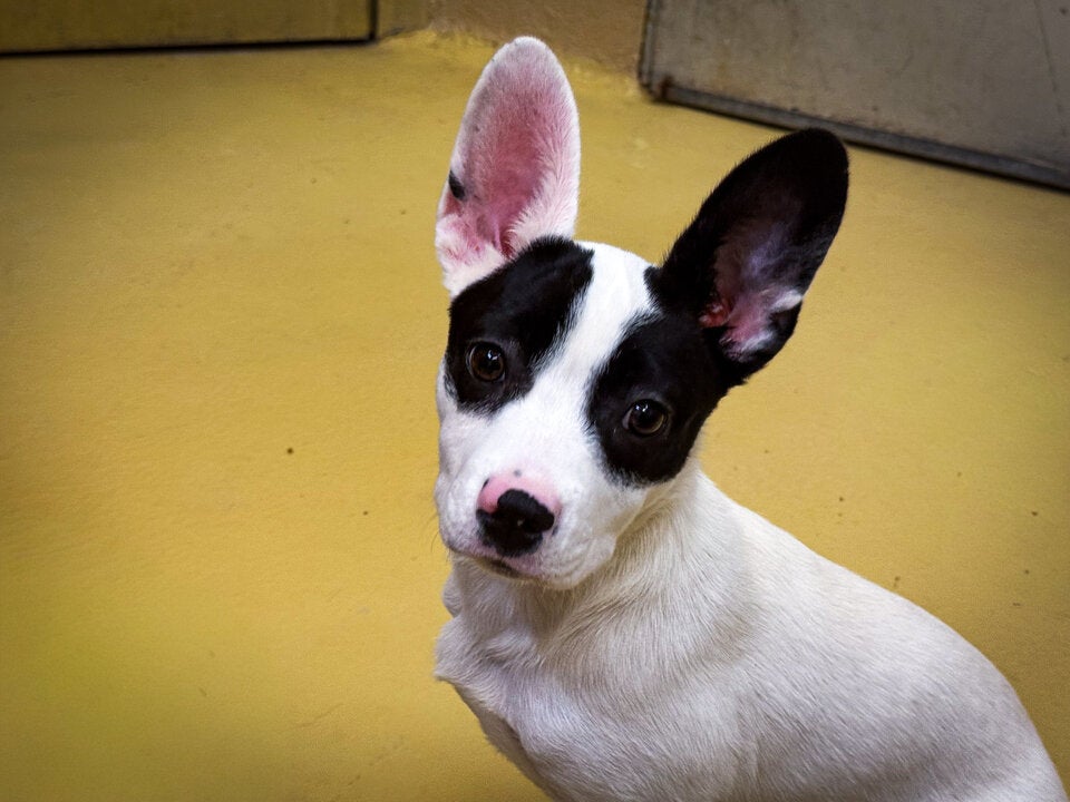 Auch wenn Sansa taub ist - nach wie vor blickt sie lebensfroh und neugierig in die Kamera.