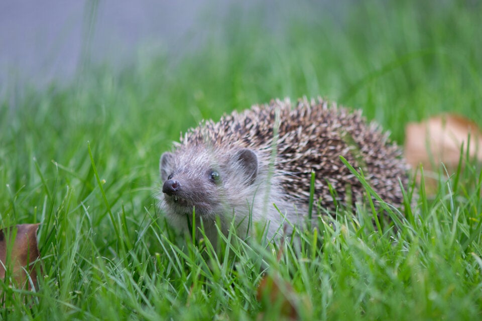 Oh wie süß! 250 Igel-Babys sind wieder frei!