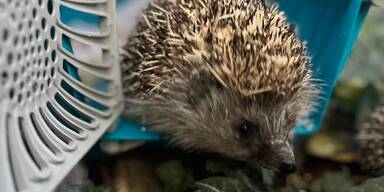 Oh wie s&uuml;&szlig;! 250 Igel-Babys sind wieder frei!
