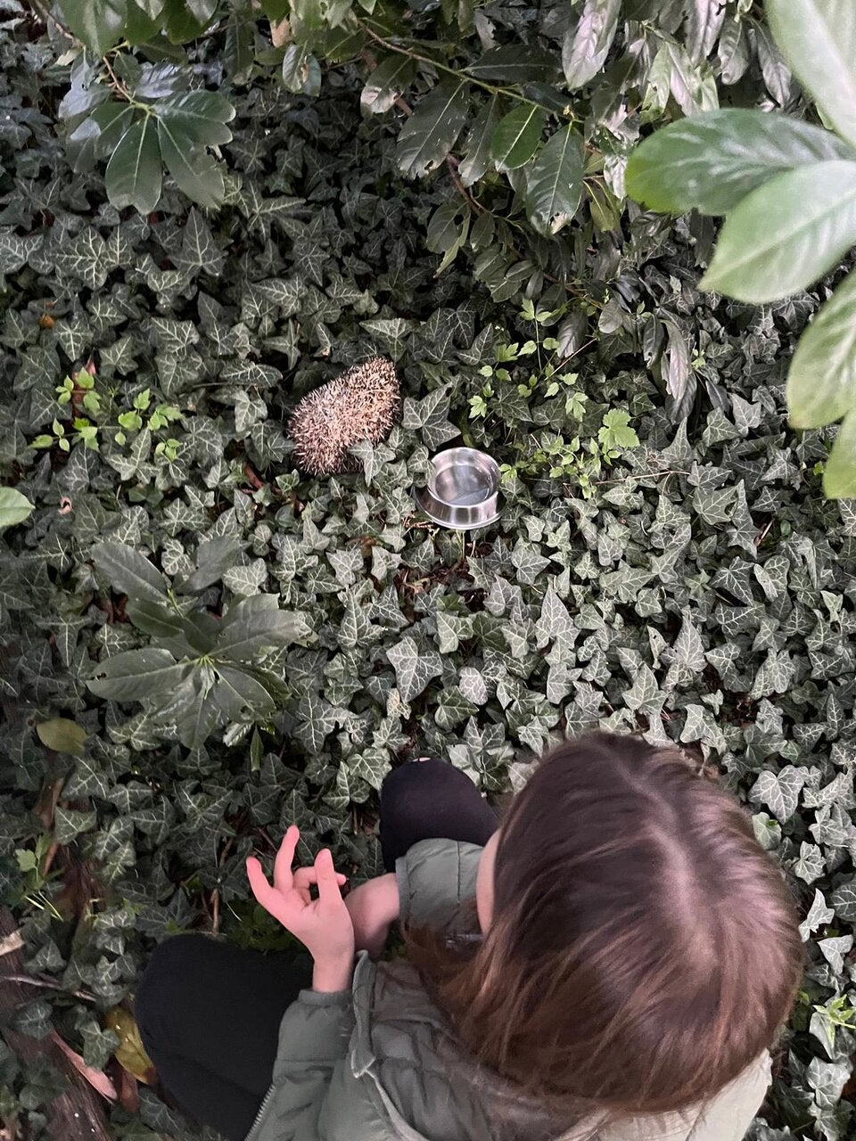 Oh wie süß! 250 Igel-Babys sind wieder frei!