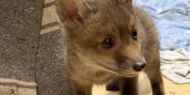 Sechs s&uuml;&szlig;e Fuchswelpen in Not &ndash; Tierschutzhaus rettet Baby-F&uuml;chse
