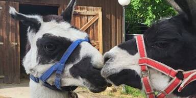 Zu s&uuml;ss! Lama-Dame Maja verliebt sich in Eddie