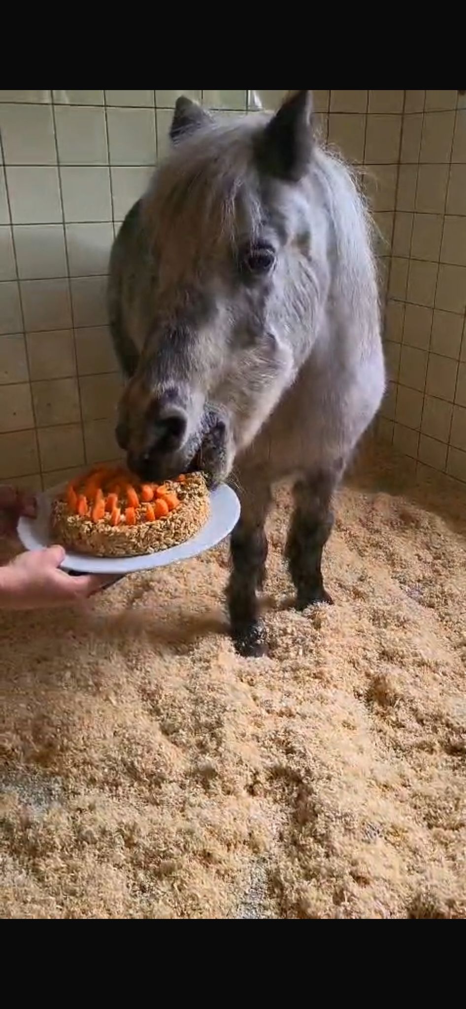 Geburtstagsparty für Grelly – ältestes Pony Österreichs feiert mit Lama-Freund Eddie