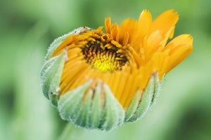 Natürliche Baby- und Kinderpflege