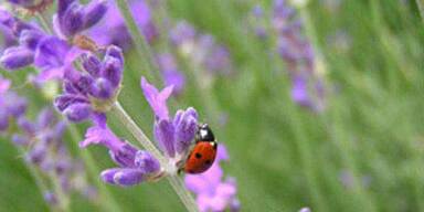 Lavendel ist Heilpflanze 2008