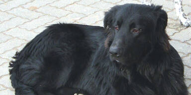 Nach Attacke: Wird Hund eingeschläfert?