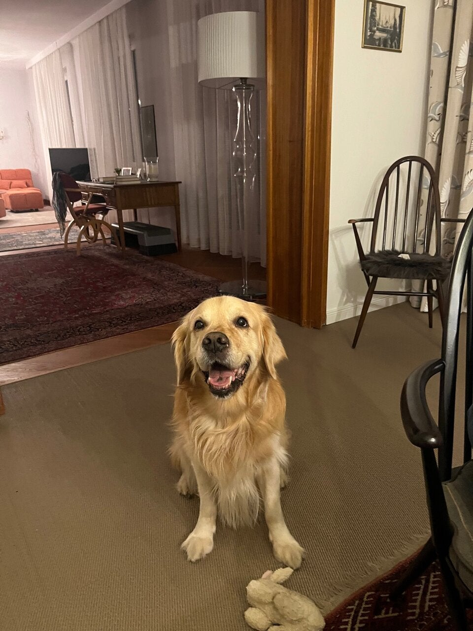 Marlow Hund Influencerin