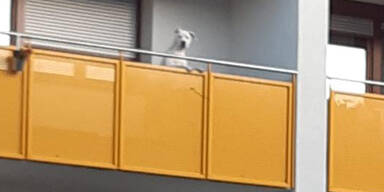 Hund Tag und Nacht auf Balkon gesperrt