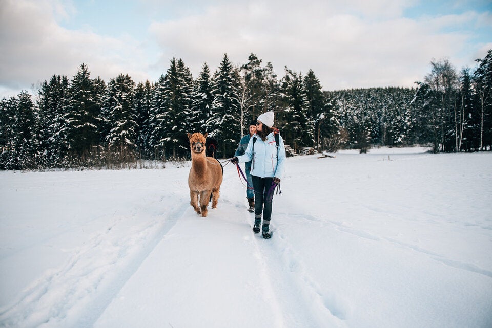 Winterwandern lockt nach NÖ