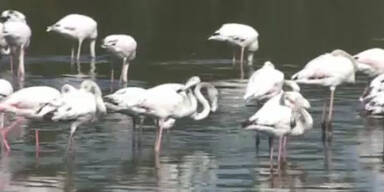 Flamingos landen mitten in Kapstadt
