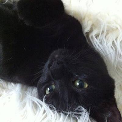 10. Platz: Nelly (7 M.), 1.891 Votes