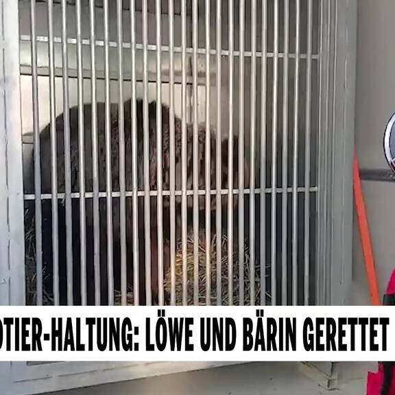 Illegale Wildtier-Halltung: Löwe und Bärin gerettet