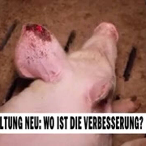 Unsere Tiere: Das große Tierschutz-Magazin