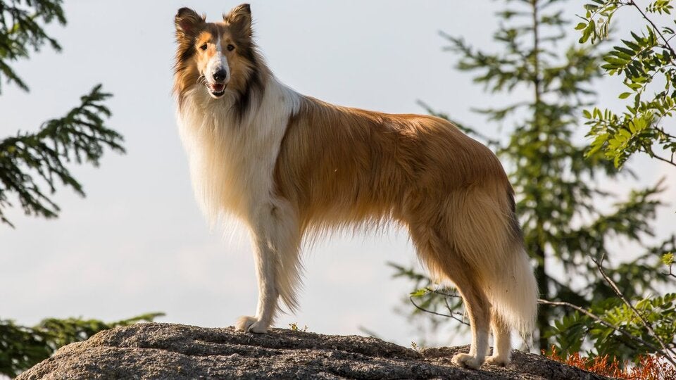 Die aktuellen Streaming-Highlights (30.3. - 05.04.)