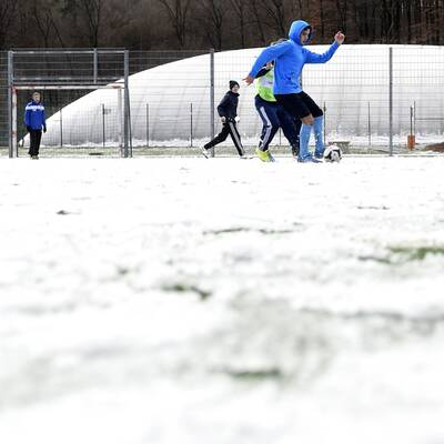 Vogelschar auf der Marswiese