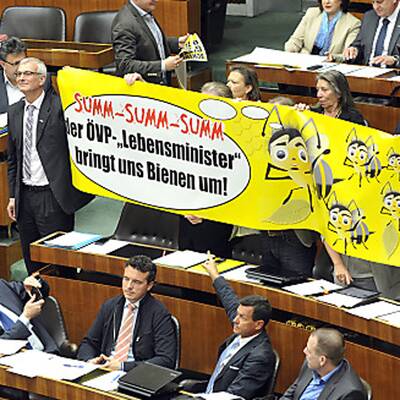 Die Bilder zur Bienen-Sitzung