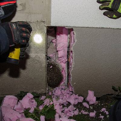 Dieser Igel steckte im Mauerspalt fest