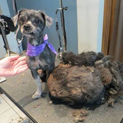 Tierschützer retten verwahrlosten Streuner