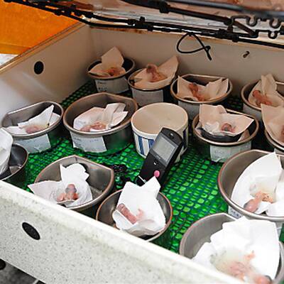 Tierschmuggelring zerschlagen