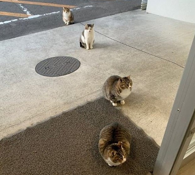 'Social Distancing': oe24 sucht die lustigsten Tierfotos