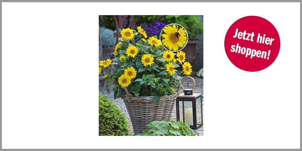 Sonnenblume SunCatcher® – 11,99 Euro bei Amazon*