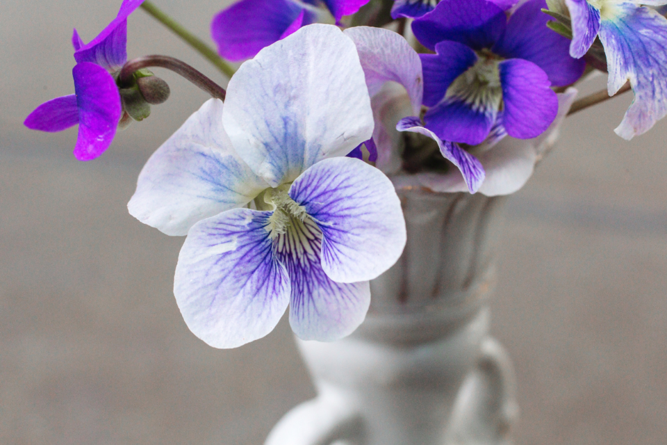 Falsche Botschaft: Diese Blumen sollten Sie nicht zum Muttertag verschenken