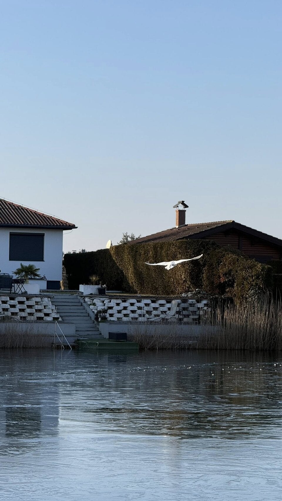 Schwan aus See gerettet