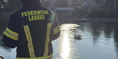 Schwan aus See gerettet