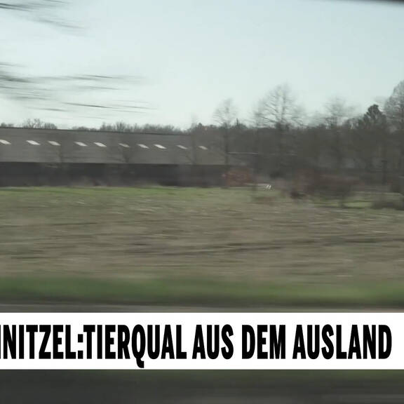 Wiener Schnitzel: Tierqual aus dem Ausland