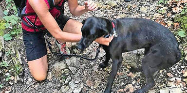Hund K&Auml;rnten Schlucht Klamm