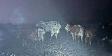 Zwei Tage altes Kalb b&uuml;xte aus und st&uuml;rzte in Bach